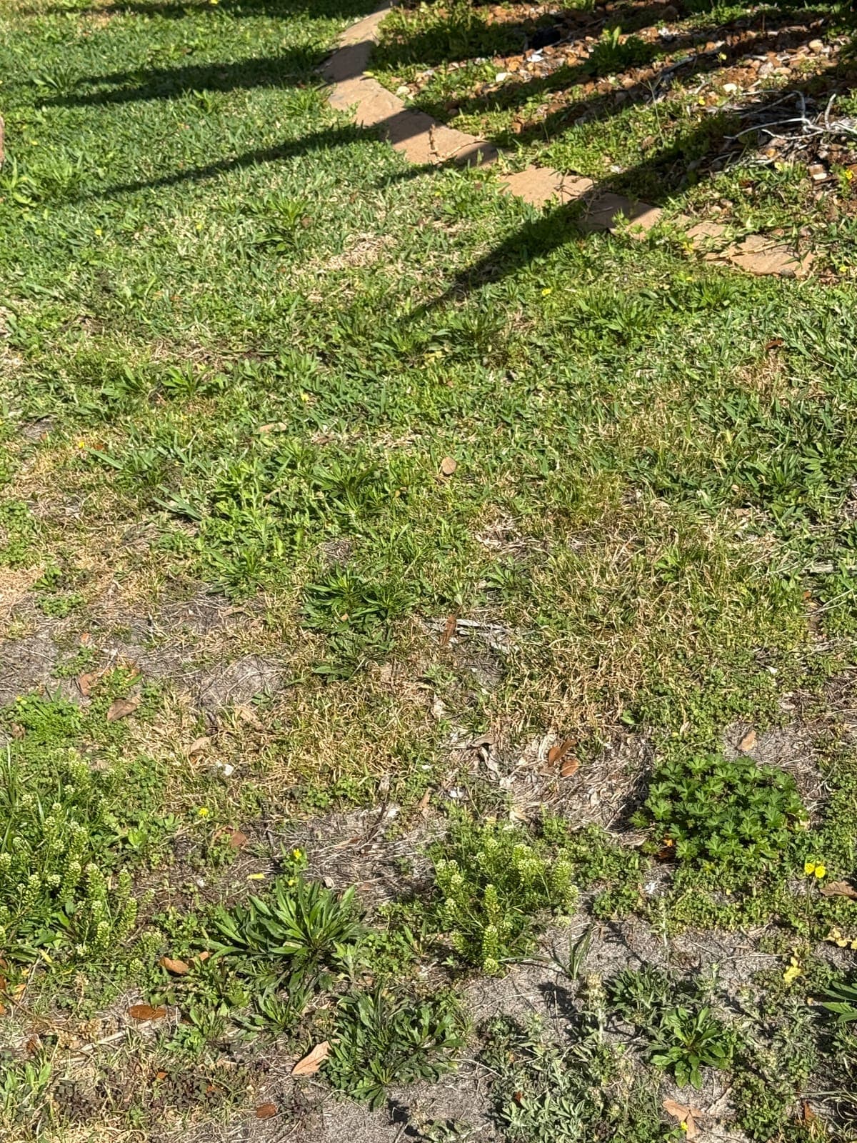 Lawn and landscape condition photographed during a home watch visit